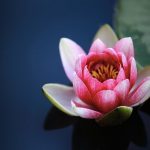 “LOTUS”- The Sacred Flower Of India; Natural Remedy For Digestion & Diarrhea
