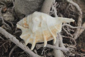 Get True Benefits From Blowing A Conch Shell-Shankh