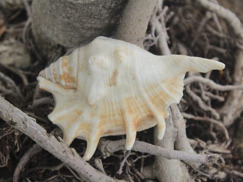 Get True Benefits From Blowing A Conch Shell-Shankh