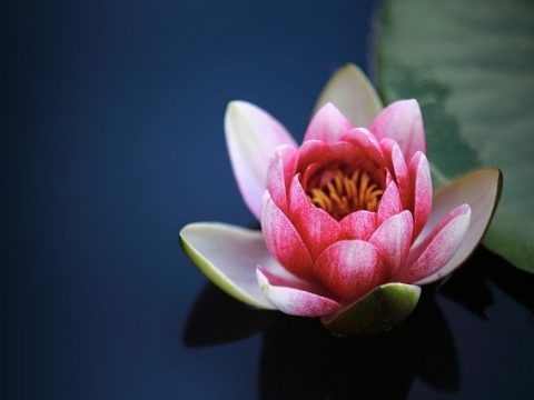 “LOTUS”- The Sacred Flower Of India; Natural Remedy For Digestion & Diarrhea
