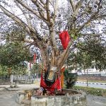 Hindus Worship Trees-Plants To Seek Divine Blessings - You Can Too!