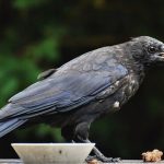 Feed Crows To Get Relieved From Your Ancestor's Debts