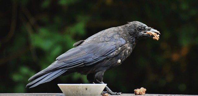 Feed Crows To Get Relieved From Your Ancestor's Debts