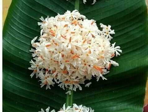Gain The Blessings Of Your Ancestors By Offering Tarpana