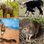 Do Worship [Not Hurt] India’s Sacred Animals For Their Blessings