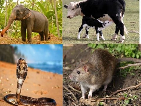 Do Worship [Not Hurt] India’s Sacred Animals For Their Blessings