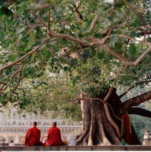 Praise Peepal Tree & Manage To Sustain Oxygen Balance In Your Body