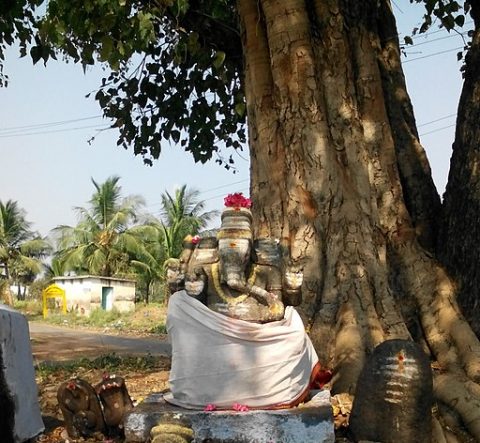 Reason Behind Worshipping Lord Ganesha Under The Peepal Tree | Dharma ...