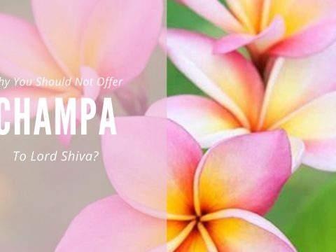 Why Are Not Champa Flowers Offered To Lord Shiva?