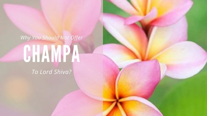 Why Are Not Champa Flowers Offered To Lord Shiva?