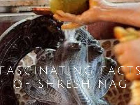 Fascinating Facts Of Shresh Nag- The Most Loyal Devotee Of Lord Vishnu