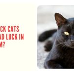 Black Cats Are Considered To Bring Bad Luck In India - WHY?