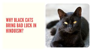 Black Cats Are Considered To Bring Bad Luck In India - WHY?