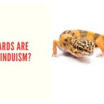 Why Hindus Consider Touching Lizard A Bad Omen?