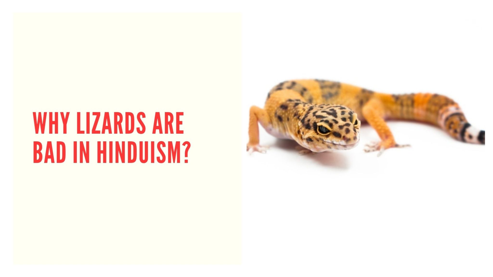 why-hindus-consider-touching-lizard-a-bad-omen-dharma-werindia