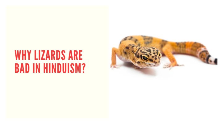 Why Hindus Consider Touching Lizard A Bad Omen?