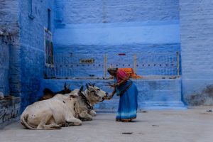 Achieve Prosperity By Chanting Holy Go Suktam - The Cow Hymn