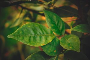 Why Are Trifoliate Bael Leaves Offered To Lord Shiva?