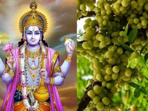 Amalaki Ekadashi: A Path To Renewal And Hope