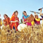 Vaisakhi: A Celebration Of Harvest, Faith, And Unity Vaisakhi: A Celebration Of Harvest, Faith, And Unity