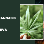 Offer Cannabis Leaves To Lord Shiva To Calm Your Anger, Greed, Ego, And Fear