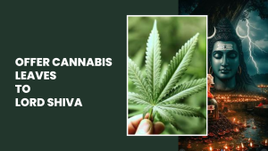 Offer Cannabis Leaves To Lord Shiva To Calm Your Anger, Greed, Ego, And Fear