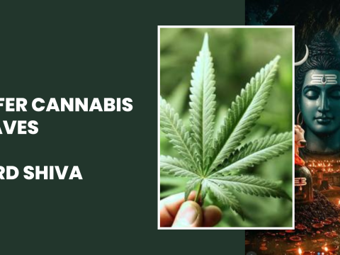 Offer Cannabis Leaves To Lord Shiva To Calm Your Anger, Greed, Ego, And Fear