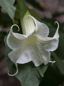 Offer Dhatura To Lord Shiva During The Shravan Month And Cleanse Toxic Emotions