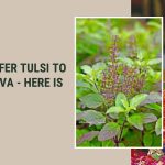Don't-Offer-Tulsi-To-Lord-Shiva-Here-Is-Why-Dharma-WeRIndia