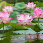 How Lotus Nourishes Body And Mind In Vedic Nutrition