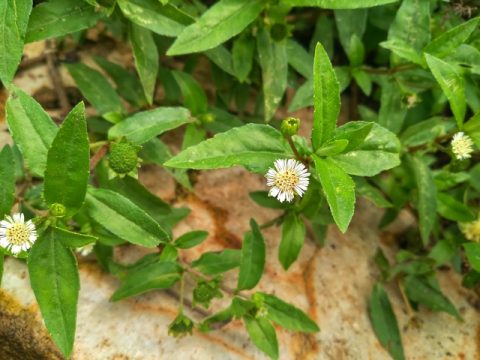 Use Rasayana Herb Bhringraj For Hair Growth, Liver Cleansing, And Mental Calm