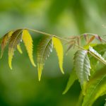 Plant A Neem Tree To Welcome Divine Protection And Good Health Plant A Neem Tree To Welcome Divine Protection And Good Health