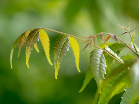 Plant A Neem Tree To Welcome Divine Protection And Good Health