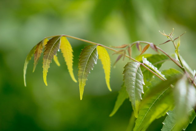 Plant A Neem Tree To Welcome Divine Protection And Good Health